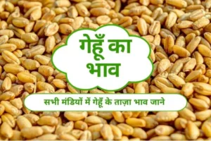 gehu-ka-bhav