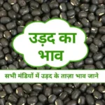 urad-ka-bhav