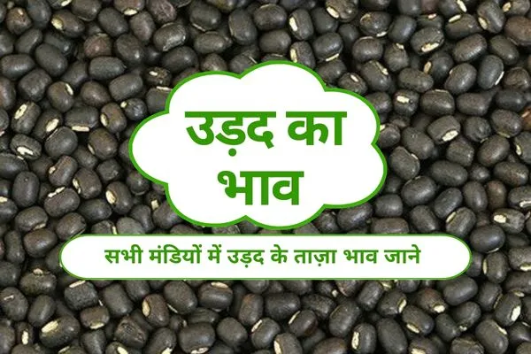 urad-ka-bhav