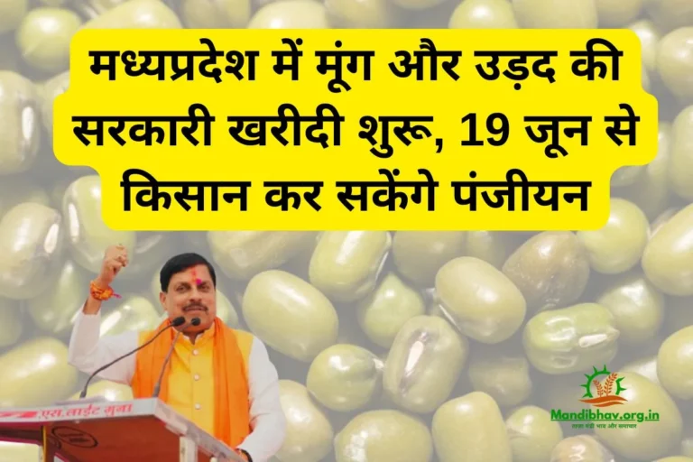 /mung-urad-msp-kharidi-madhyapradesh-2025