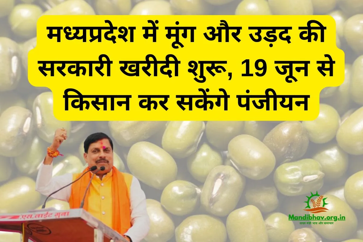 /mung-urad-msp-kharidi-madhyapradesh-2025
