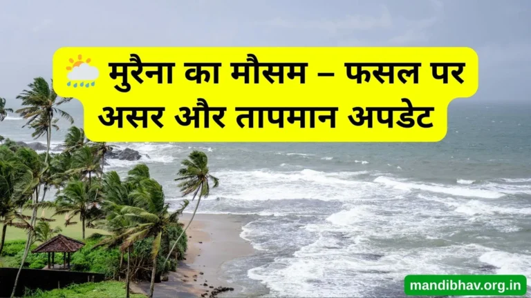 मुरैना का आज का मौसम – बारिश ठंड और तापमान की ताज़ा जानकारी